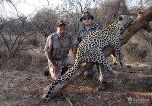 欧美猎人花豹图片高清,高清镜头下的惊心动魄